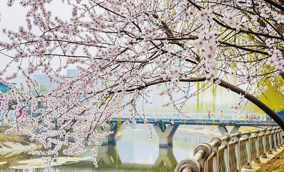 保定东湖春韵：一湖春色半城花