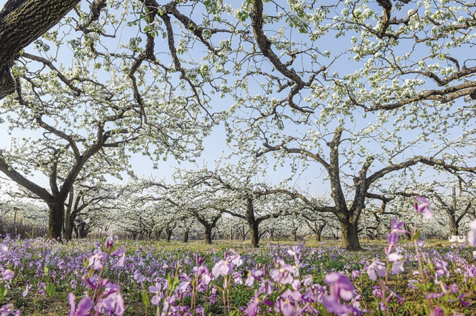 涿州义和庄镇万亩梨园盛放迎客
